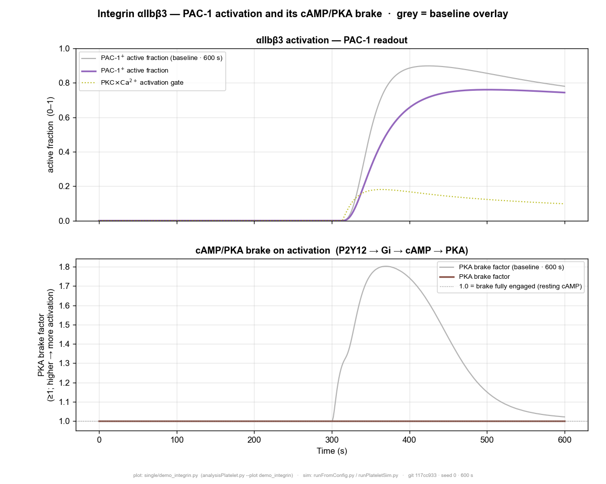 Two stacked line charts from a platelet simulation run over 600 seconds. Top chart: the share of activated integrin receptors — the sticky surface molecules platelets use to clump together and form clots — holds near zero for about 300 seconds, then climbs steeply in an S-shaped curve to a high, steady level; a grey reference line settles slightly higher than the purple main line, and a faint dotted line traces a smaller, short-lived trigger signal that rises then fades. Bottom chart: a molecular brake that normally dampens activation stays flat at its resting level, then temporarily swells to a peak around the 370-second mark before easing back down, plotted against a flat baseline for comparison.