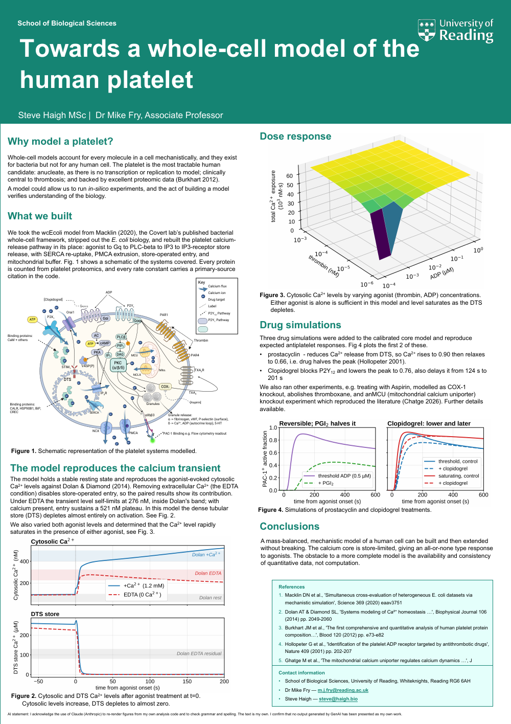 Conference poster titled “Towards a whole-cell model of the human platelet” by Steve Haigh and Dr Mike Fry, School of Biological Sciences, University of Reading. Six sections explain why the platelet is the most tractable human cell to model whole (it has no nucleus, so no transcription or replication), how the wcEcoli bacterial framework was stripped back and rebuilt around the platelet calcium-release pathway, and how the model reproduces the measured calcium transient against published data. Figures show a schematic of the modelled systems, calcium and store traces before and after agonist, a dose-response surface over thrombin and ADP concentrations, and simulations of prostacyclin and clopidogrel. The stated conclusion is that the limit on a more complete model is the availability and consistency of quantitative data, not computation. The full text is in the linked PDF.